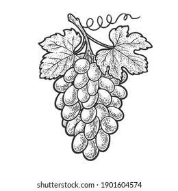 un montón de uvas esbozan ilustraciones vectoriales que graban. Diseño de impresión de ropa de camiseta. Imitación de tablero de raquetas. Imagen dibujada a mano en blanco y negro.