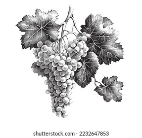 Bunch of grapes sketch hand drawn engraved style Vector illustration.