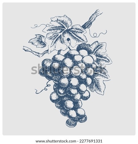 bunch of grapes sketch obsolete blue style vector illustration. Old hand drawn azure engraving imitation.