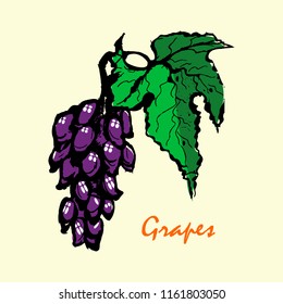 Bunch of grapes. Sketch. Vector illustration