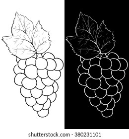 Bunch of grapes. Sketch. Vector illustration isolated on white and black background