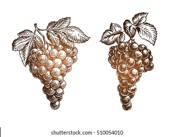 Bunch grapes sketch. Vintage vector illustration