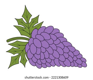 Bunch of grapes. A sprig of juicy purple berries. Green foliage with veins. Color vector illustration. Cartoon style. Berries with leaves. Future kishmish. Isabel. Isolated background. Sweet pulp. 