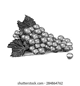 Bunch of grapes with stalk and leaves