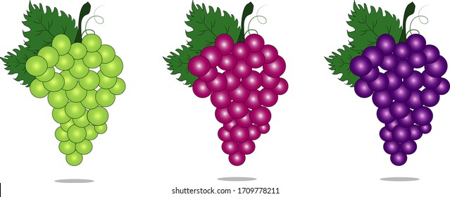 Bunch of grapes with stem and leaf isolated on white background,fresh fruit.Set of grapes vector Illustration