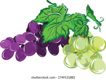 Bunch of grapes with stem and leaf isolated on white background,fresh fruit.Set of grapes vector Illustration