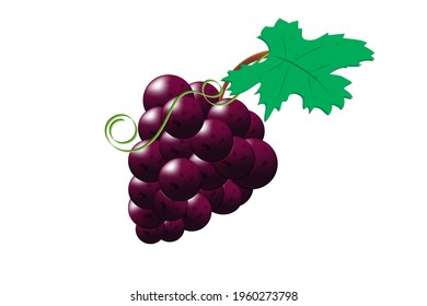 Bunch of grapes with stem and leaves isolated on white background, fresh fruits. Vector illustration