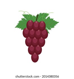 Bunch of grapes with stem and leaves isolated on white background.  vector Illustration
