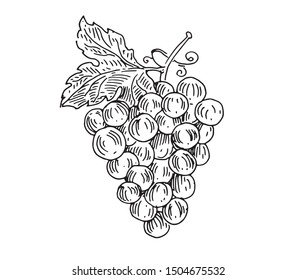 Bunch of grapes. Vector drawing for wine labels, menus and packaging design.