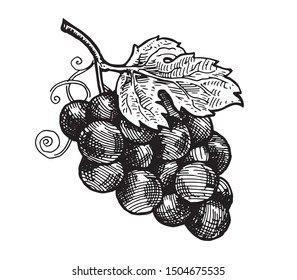Bunch of grapes. Vector drawing for wine labels, menus and packaging design.
