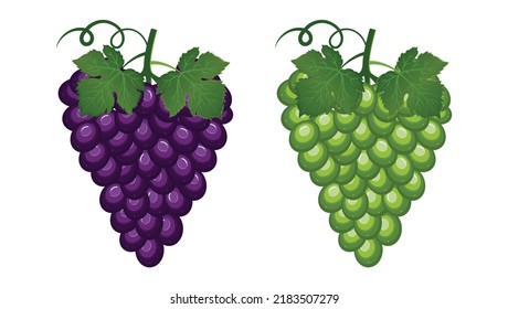 Vector de uvas de manto. Ilustración vectorial de uva aislada en fondo blanco.