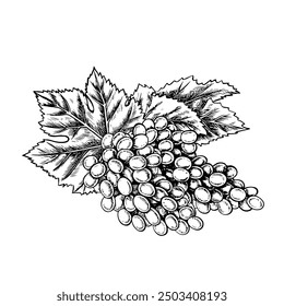 A bunch of grapes. Vector graphics, black and white hand-drawn illustration. Isolate on a white background. A design element for packages, labels. For banners, posters. For the menu of restaurant, bar