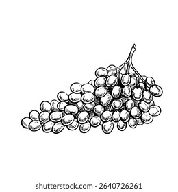 A bunch of grapes. Vector graphics, black and white hand-drawn illustration. Isolate on a white background. A design element for packages, labels. For banners, posters. For the menu of restaurant, bar