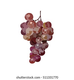 Bunch of grapes. Vector. Hand drawn grape. Watercolor imitation. Isolated bunch of grapes on white background.