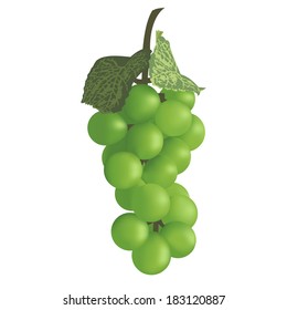 Bunch of grapes. Vector illustration.