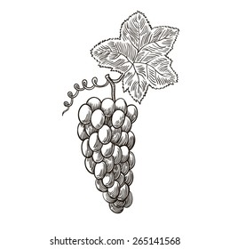 Bunch of grapes. Vector illustration. 