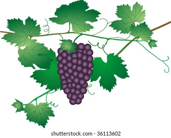 Bunch of grapes - vector illustration