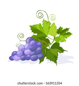 Bunch of grapes. Vector illustration.