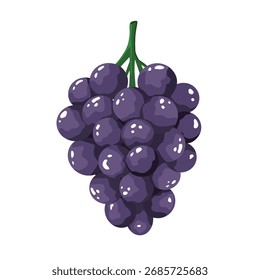 Bunch of grapes, vector illustration, bright with highlights and shadows