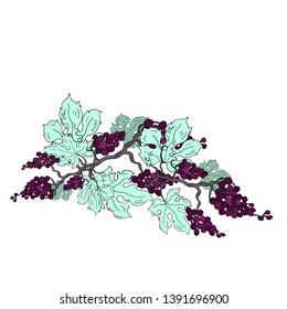 Bunch of grapes. Vector illustration for cards, menu.