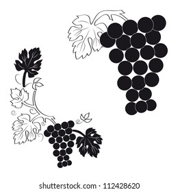Bunch of grapes. Vector illustration. Eps 10.