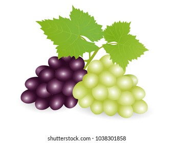 Bunch of grapes. Vector Illustration. Realistic vector