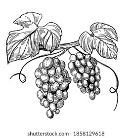 Bunch of grapes. Vector outline illustration