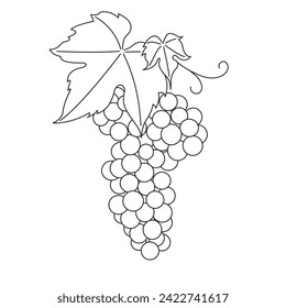 Montón de uvas. Vine. Dibujo de línea de vectores sobre fondo blanco o transparente. Grapevina. Grupo de uvas. 
