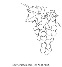 Bunch of grapes. Vine. Vector line drawing on white or transparent background. Grapevine. Cluster of grapes. 