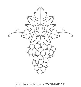 Bunch of grapes. Vine. Vector line drawing on white or transparent background. Grapevine. Element of a seamless grape border. Symmetric