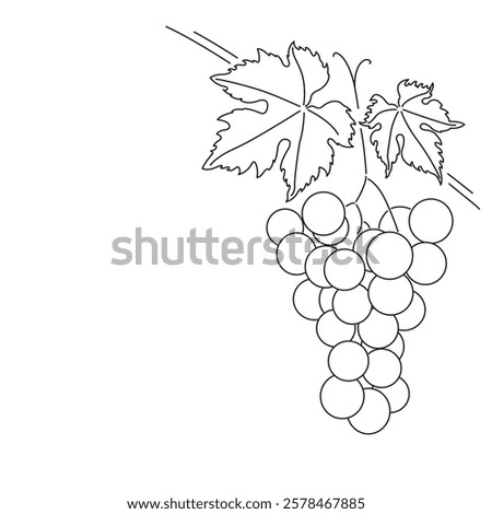 Bunch of grapes. Vine. Vector line drawing on white or transparent background. Grapevine. Cluster of grapes. 