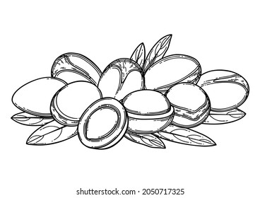 A bunch of graphic argan fruits. Vector botanical design isolated on white background