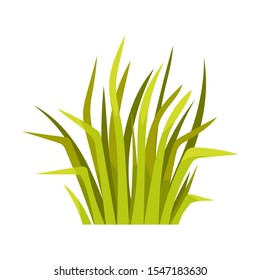 Bunch of grass. Vector illustration on a white background.