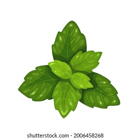 Bunch of green basil, vegetarian food, healthy menu. Herbs spice, salad and meals. Isolated vector illustration in cartoon style.