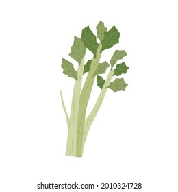 Bunch of green celery stalks with leaf. Fresh leafy vegetable. Healthy vegetarian food. Flat vector illustration of crunchy raw veggie stems isolated on white background