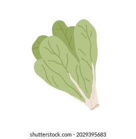 Bunch of green fresh lettuce leaves. Icon of raw leafy vegetable. Leaf veggie. Flat vector illustration of healthy vegetarian food isolated on white background