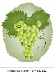 Bunch of green grapes 