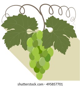 Bunch of green grapes