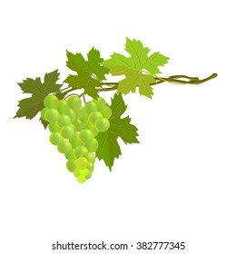 Bunch of green grapes and branches isolated on a white background. Grapes vine with leaves.