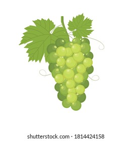 Bunch of green grapes, fresh grapes icon on white background. vector illustration in flat style