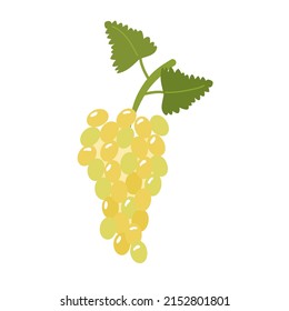 Bunch of green grapes with leaves. Vector illustration of fruits is isolated. Clipart for design, decor