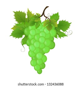 Bunch of green grapes, vector illustration