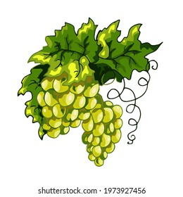 Bunch of green grapes vector illustration