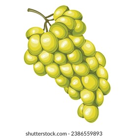 Bunch of green grapes vector illustration. Cartoon isolated top view of berry fruit for making vitamin juice or yellow raisins, white wine, autumn and summer organic grape harvest of vineyard
