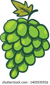 A bunch of green grapes which are clean and fresh , vector, color drawing or illustration.