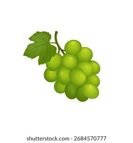 bunch of green grapes.vector illustration