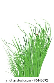 a bunch of green grass on a white background