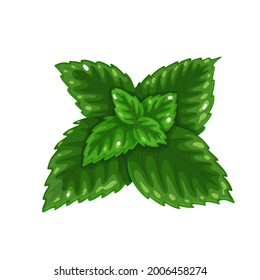 Bunch of green mint, fresh vegetarian food, healthy menu. Growing herbs, salad and meals.Aromatic seasoning ingredient. Isolated vector illustration in cartoon style.