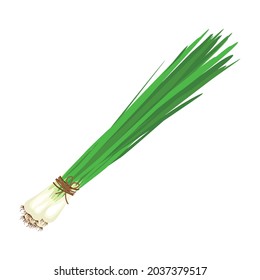 A bunch of green onions tied with a rope. A useful and tasty plant used for cooking as an independent ingredient, and as a seasoning. Vector illustration isolated on a white background for design.