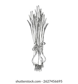 Bunch of green onions tied with rope. Bunch of greenery. Vector graphic illustration on white background. Onion feathers. Hand drawn sketch. Perfect for menu, packaging vegetables and spices.
